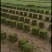 马尼拉草皮