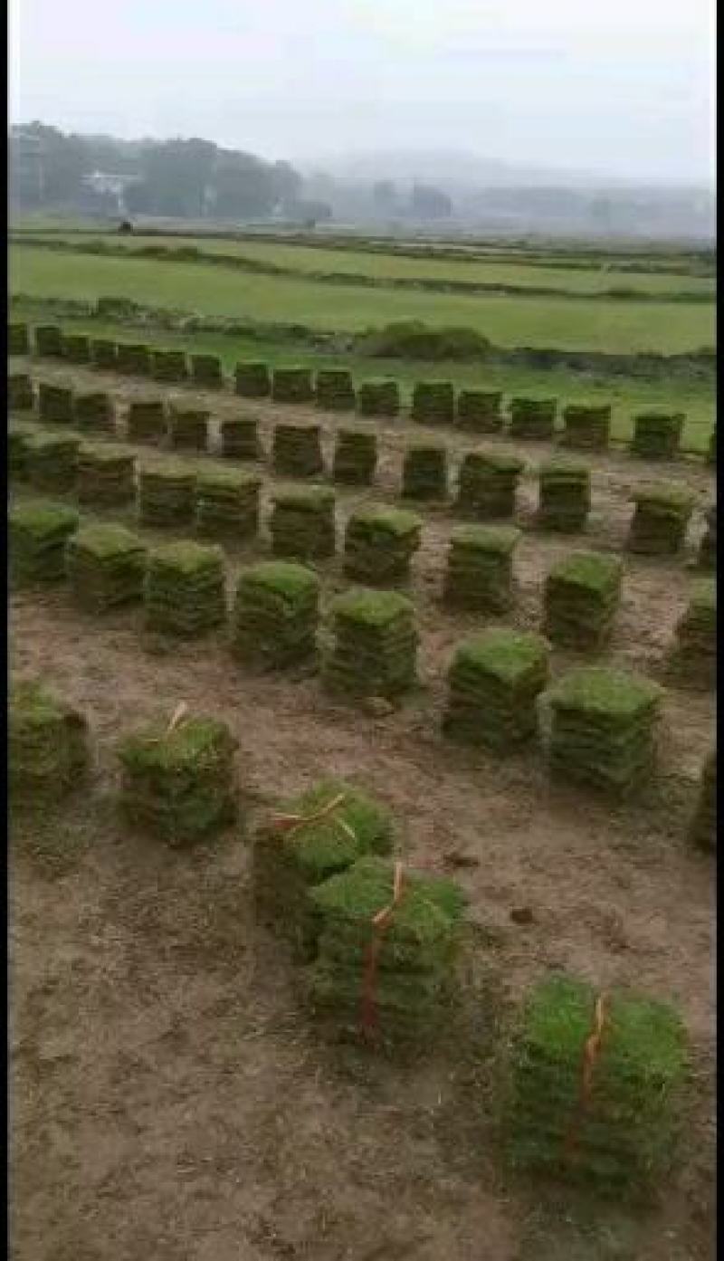 马尼拉草皮