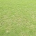 马尼拉草皮