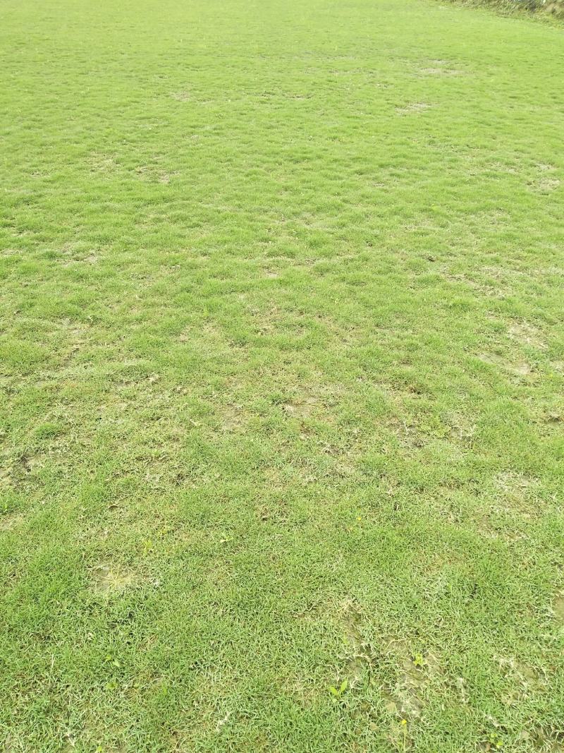 马尼拉草皮