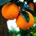 秭归伦晚脐橙，一手货源，产地直供，诚信经营，橙子