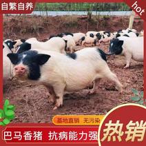 巴马香猪，源于广西长寿乡巴马县，纯粮食生态放养。