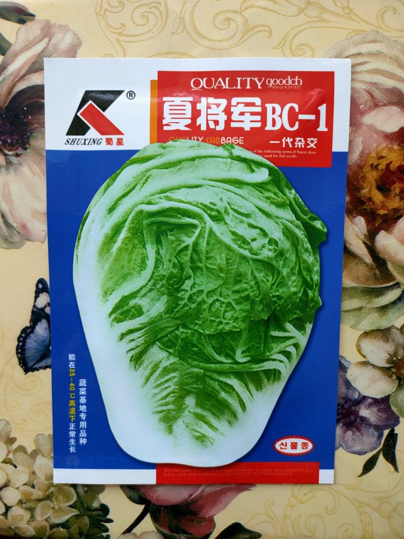 耐热白菜种子夏阳白种子夏阳白白种子耐40度高温