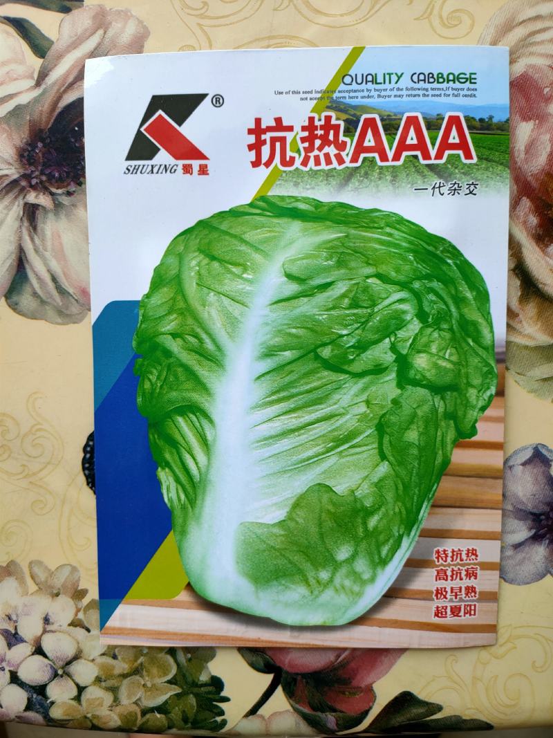 耐热白菜种子夏阳白种子夏阳白白种子耐40度高温