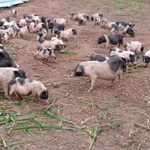 巴马香猪，源于广西长寿乡巴马县，纯粮食生态放养。