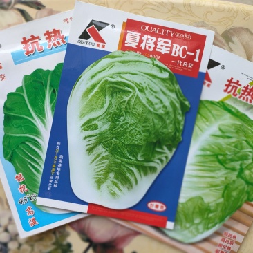 耐热白菜种子夏阳白种子夏阳白白种子耐40度高温