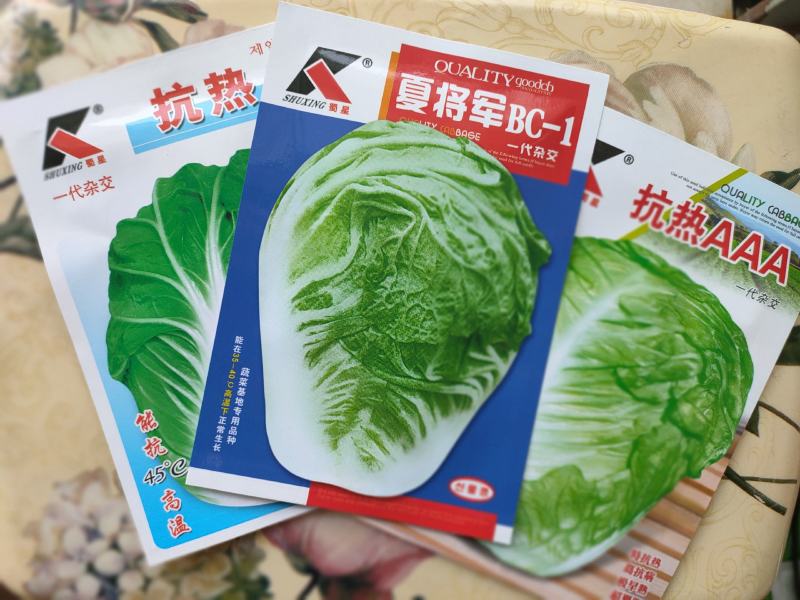 耐热白菜种子夏阳白种子夏阳白白种子耐40度高温