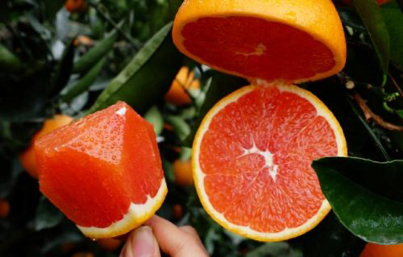 中华红橙血橙秭归脐橙香甜可口汁水充足欢迎采购