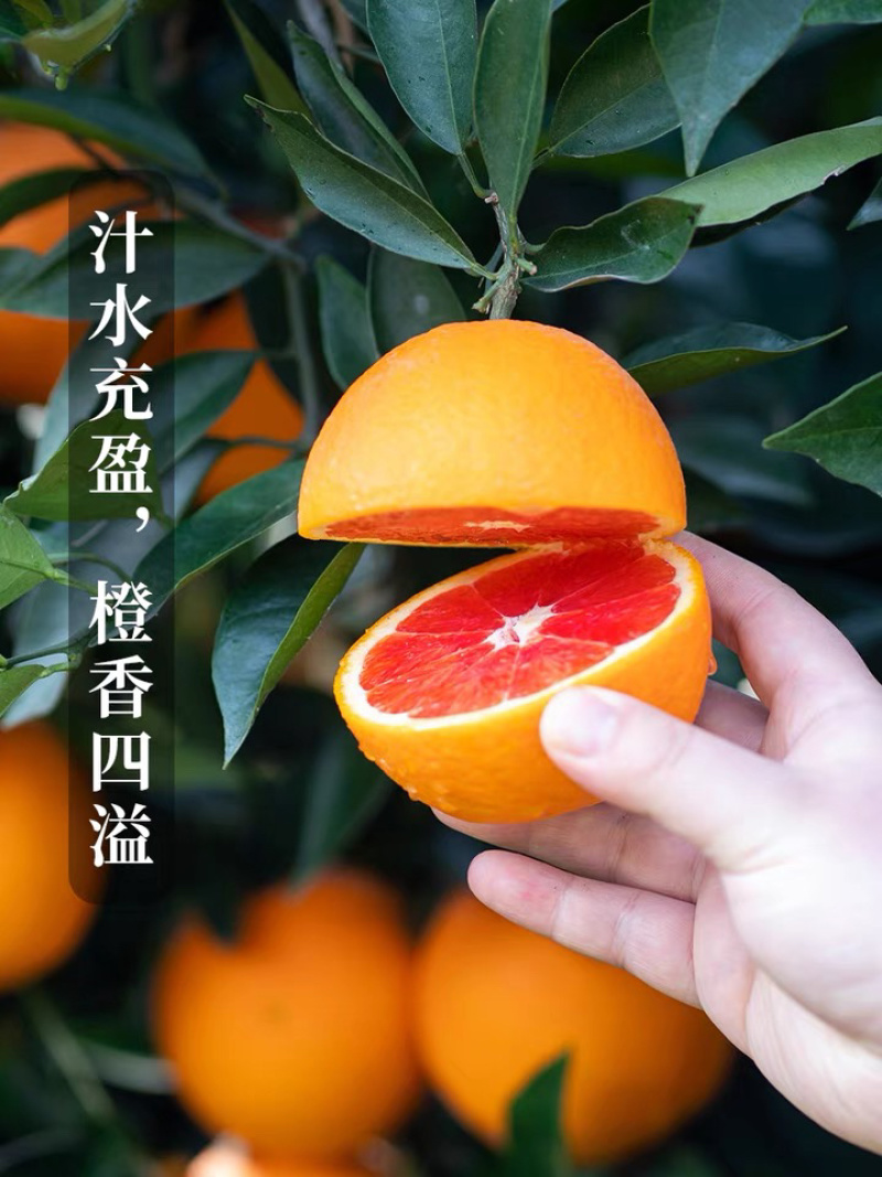中华红橙血橙秭归脐橙香甜可口汁水充足欢迎采购