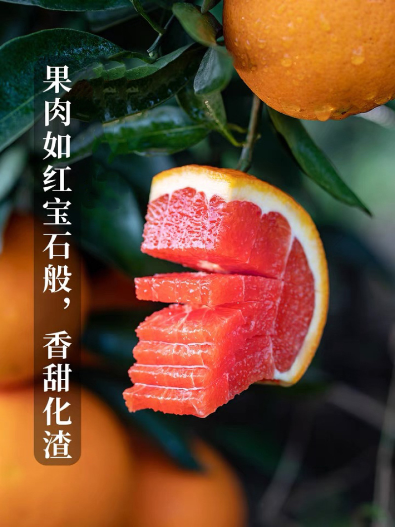 中华红橙血橙秭归脐橙香甜可口汁水充足欢迎采购