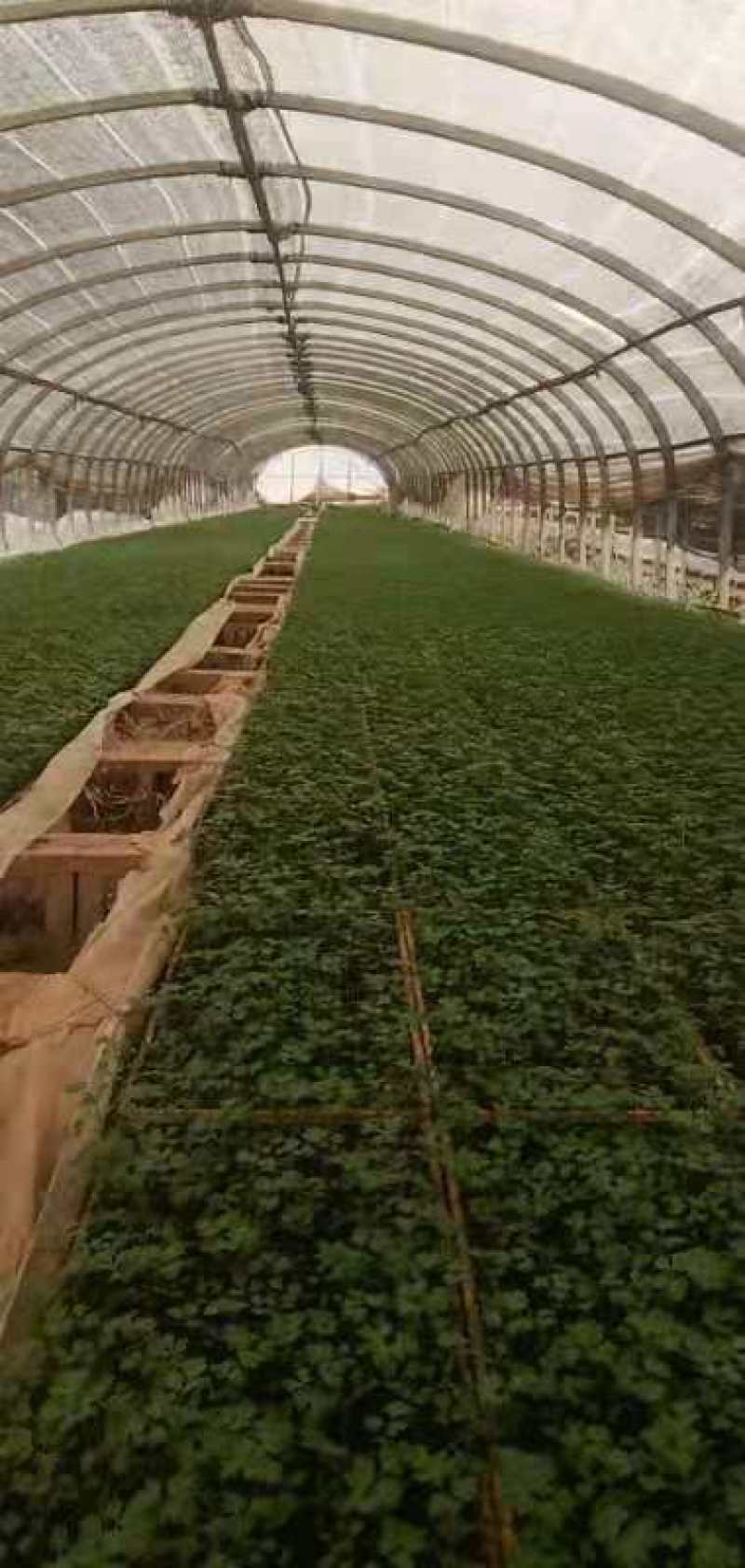 一百万当归漂盘苗预订中