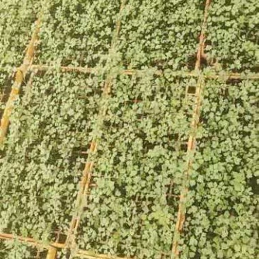 一百万当归漂盘苗预订中