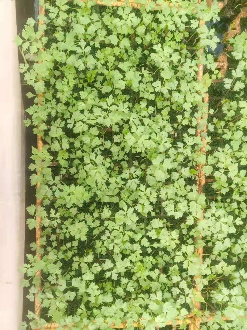 一百万当归漂盘苗预订中