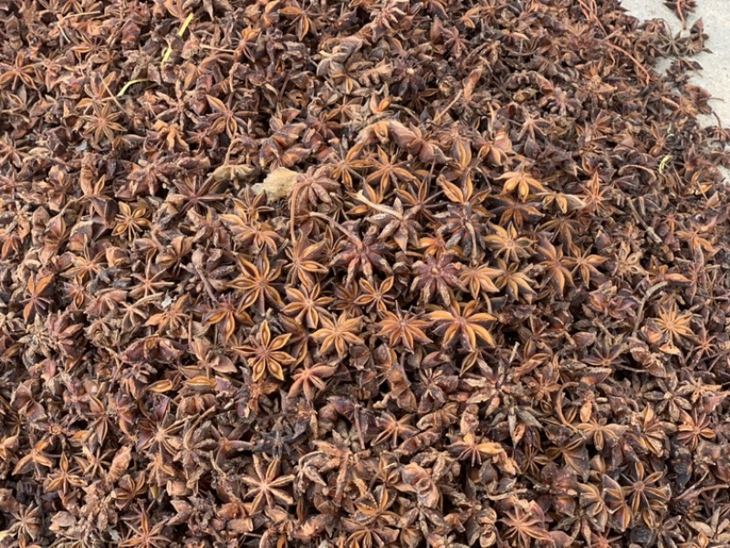 广西大红八角春花八角干枝八角黑八角各种货源应有尽有