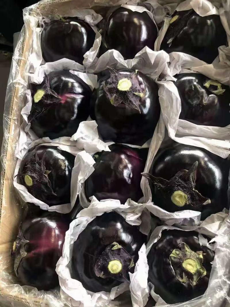 【荐】精品圆茄一手货源产地直供欢迎电话咨询价格亲民