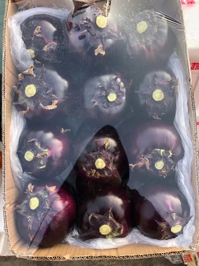 【荐】精品圆茄一手货源产地直供欢迎电话咨询价格亲民