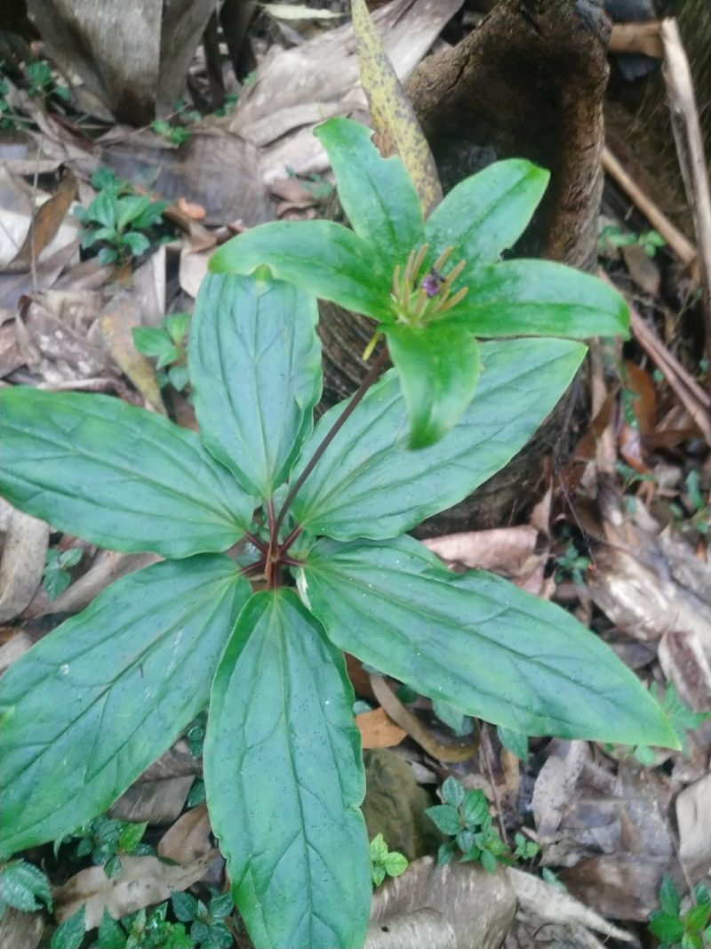 野生重楼，七叶一枝花