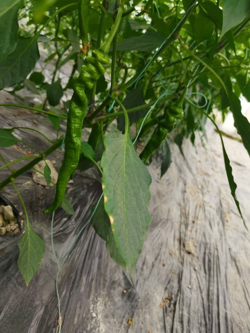 贵州螺丝椒大量供应