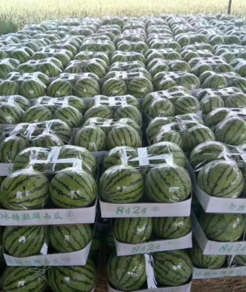 【精品】美都西瓜大量上市产地直销代发全国保质保量