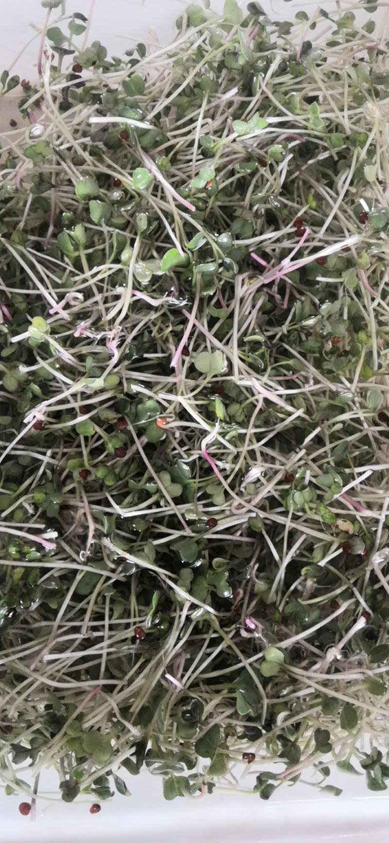 芽苗菜萝卜苗萝卜芽七彩萝卜芽