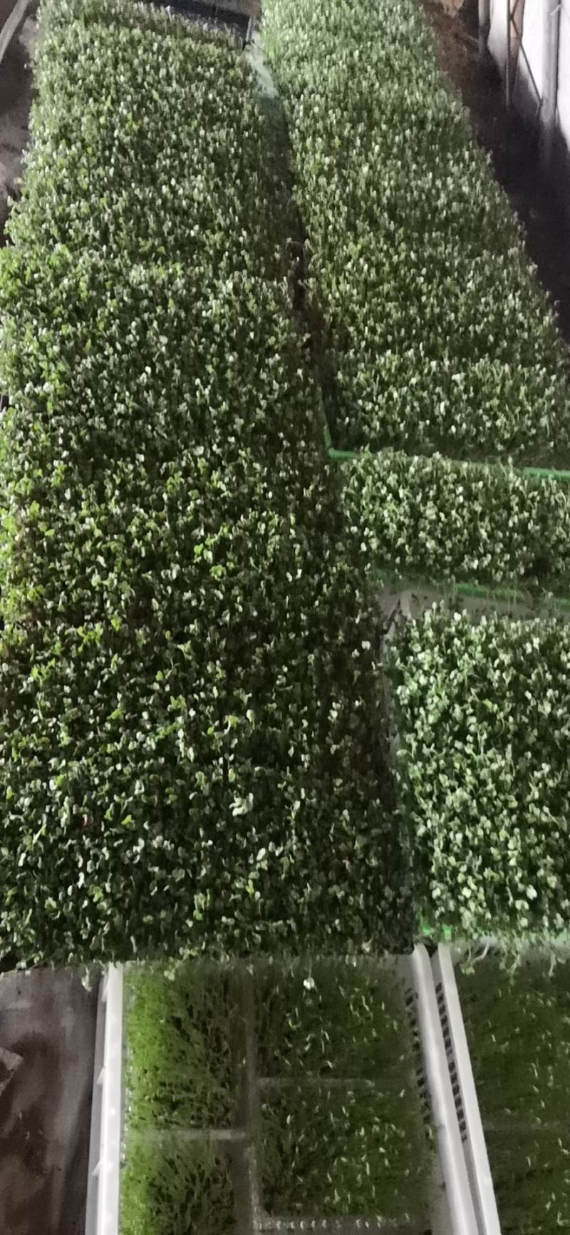 芽苗菜萝卜苗萝卜芽七彩萝卜芽