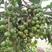 夏威夷澳洲坚果苗南方种植桂热一号原土杯发货