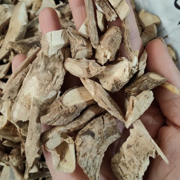 野生黄花倒水莲倒吊黄根黄花大远志观音串阴枝