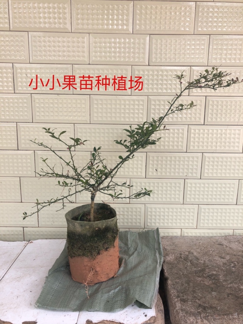 澳洲手指柠檬苗澳洲血柠苗嫁接苗柠檬中的鱼子酱