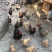 果园走地鸡