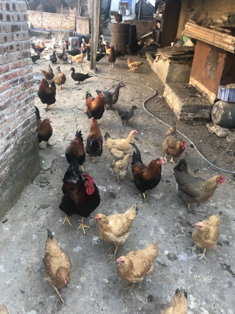 果园走地鸡