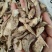 野生黄花倒水莲倒吊黄根黄花大远志观音串阴枝
