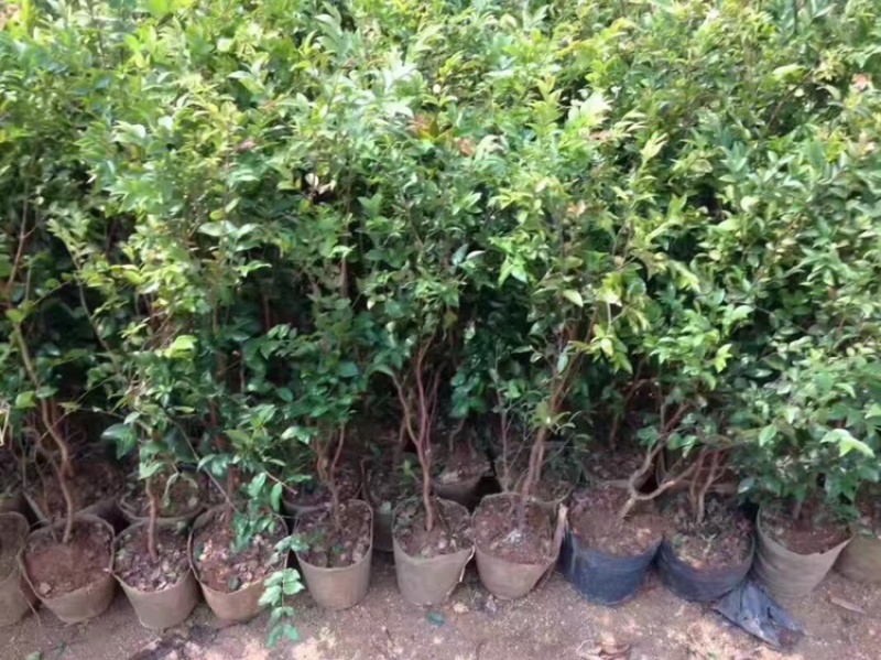 沙巴嘉宝果树苗人称富贵树南北方可种植盆栽树类