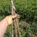 【番石榴苗】白心番石榴苗易种植好管理质量保证欢迎采购