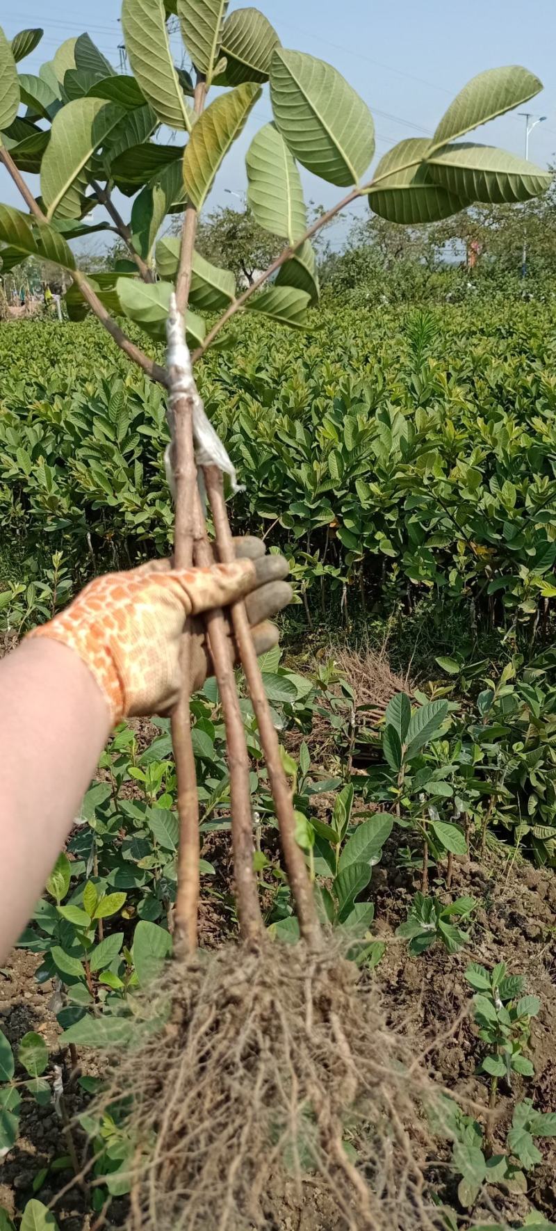 【番石榴苗】白心番石榴苗易种植好管理质量保证欢迎采购