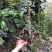 沙巴嘉宝果树苗人称富贵树南北方可种植盆栽树类