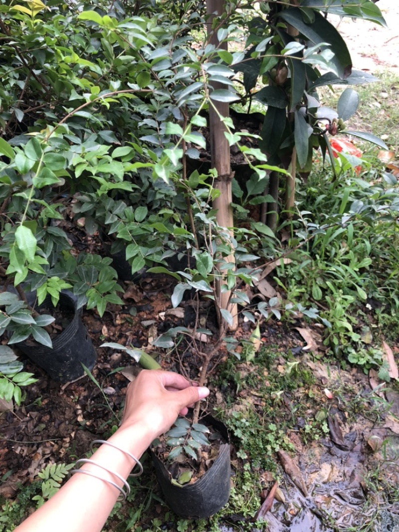 沙巴嘉宝果树苗人称富贵树南北方可种植盆栽树类