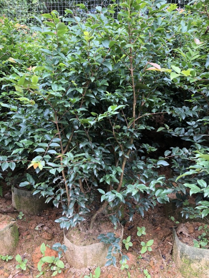 沙巴嘉宝果树苗人称富贵树南北方可种植盆栽树类