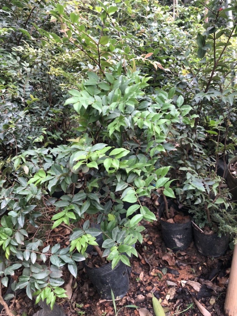 沙巴嘉宝果树苗人称富贵树南北方可种植盆栽树类