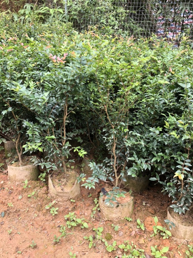 沙巴嘉宝果树苗人称富贵树南北方可种植盆栽树类