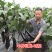 中桦巨龙/绵蔬/茄子种子/蔬菜种子/粗棒型茄子种子