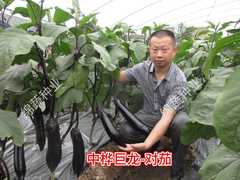 中桦巨龙/绵蔬/茄子种子/蔬菜种子/粗棒型茄子种子