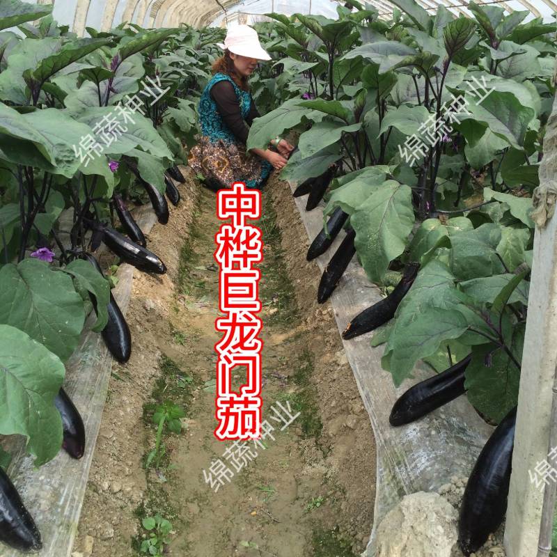 中桦巨龙/绵蔬/茄子种子/蔬菜种子/粗棒型茄子种子