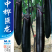 中桦巨龙/绵蔬/茄子种子/蔬菜种子/粗棒型茄子种子