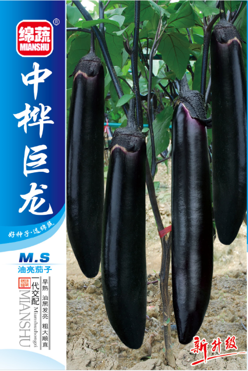 中桦巨龙/绵蔬/茄子种子/蔬菜种子/粗棒型茄子种子