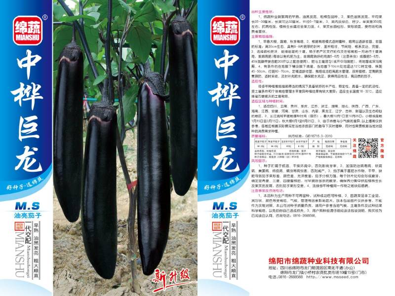 中桦巨龙/绵蔬/茄子种子/蔬菜种子/粗棒型茄子种子