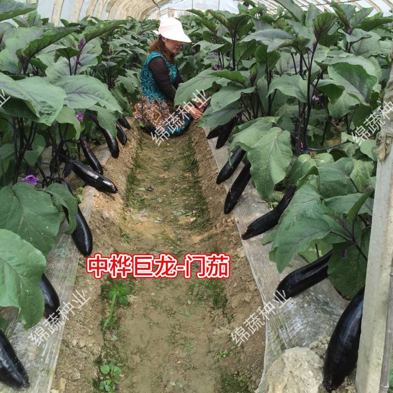 中桦巨龙/绵蔬/茄子种子/蔬菜种子/粗棒型茄子种子