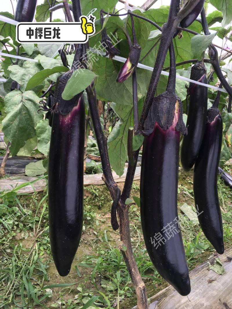 中桦巨龙/绵蔬/茄子种子/蔬菜种子/粗棒型茄子种子