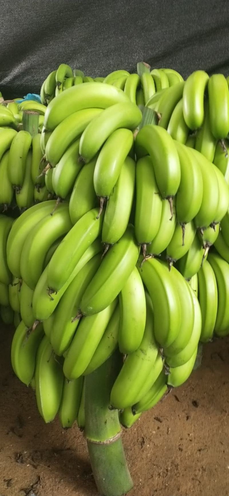 广东海南徐闻香蕉大量上市巴蕉香蕉春蕉大量上市