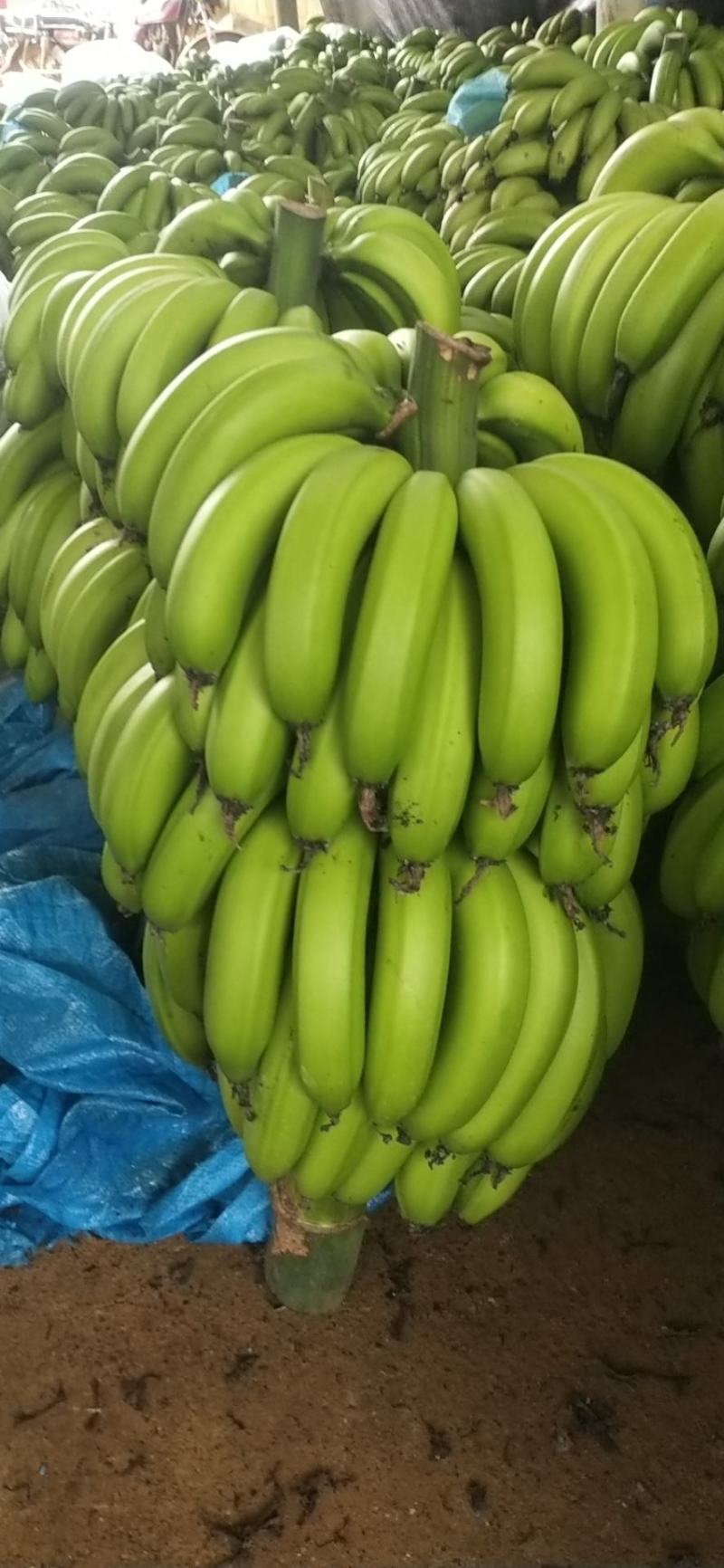 广东海南徐闻香蕉大量上市巴蕉香蕉春蕉大量上市