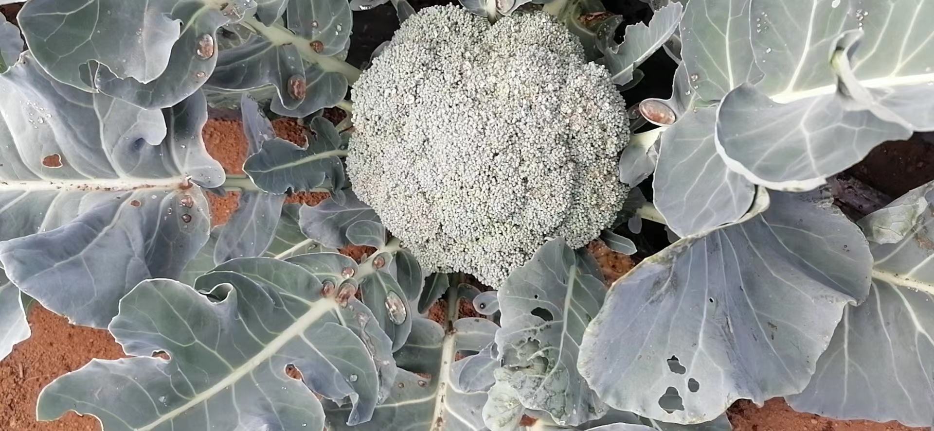 西兰花存放对比图